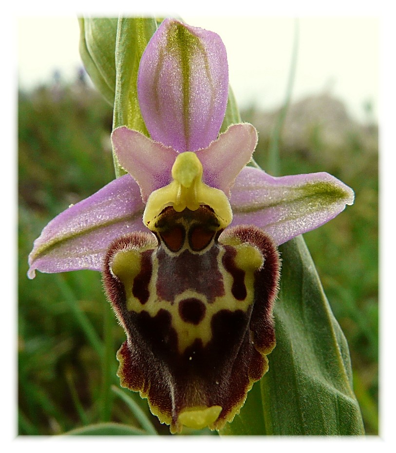 Ophrys apulica